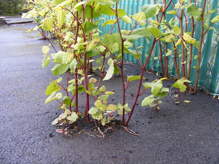 With Father S Day Fast Approaching We Take A Look Into The World Of The Man Cave And What Are Considered To Be The Ul Ultimate Man Cave Man Cave Selling House