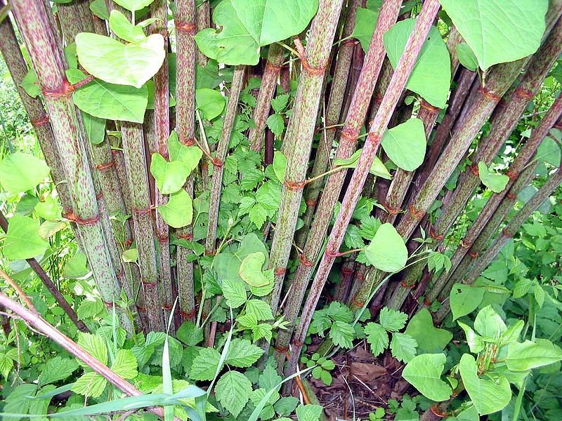 Anese Knotweed Treatment Eradication