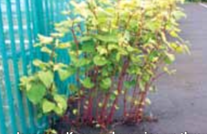 knotweed