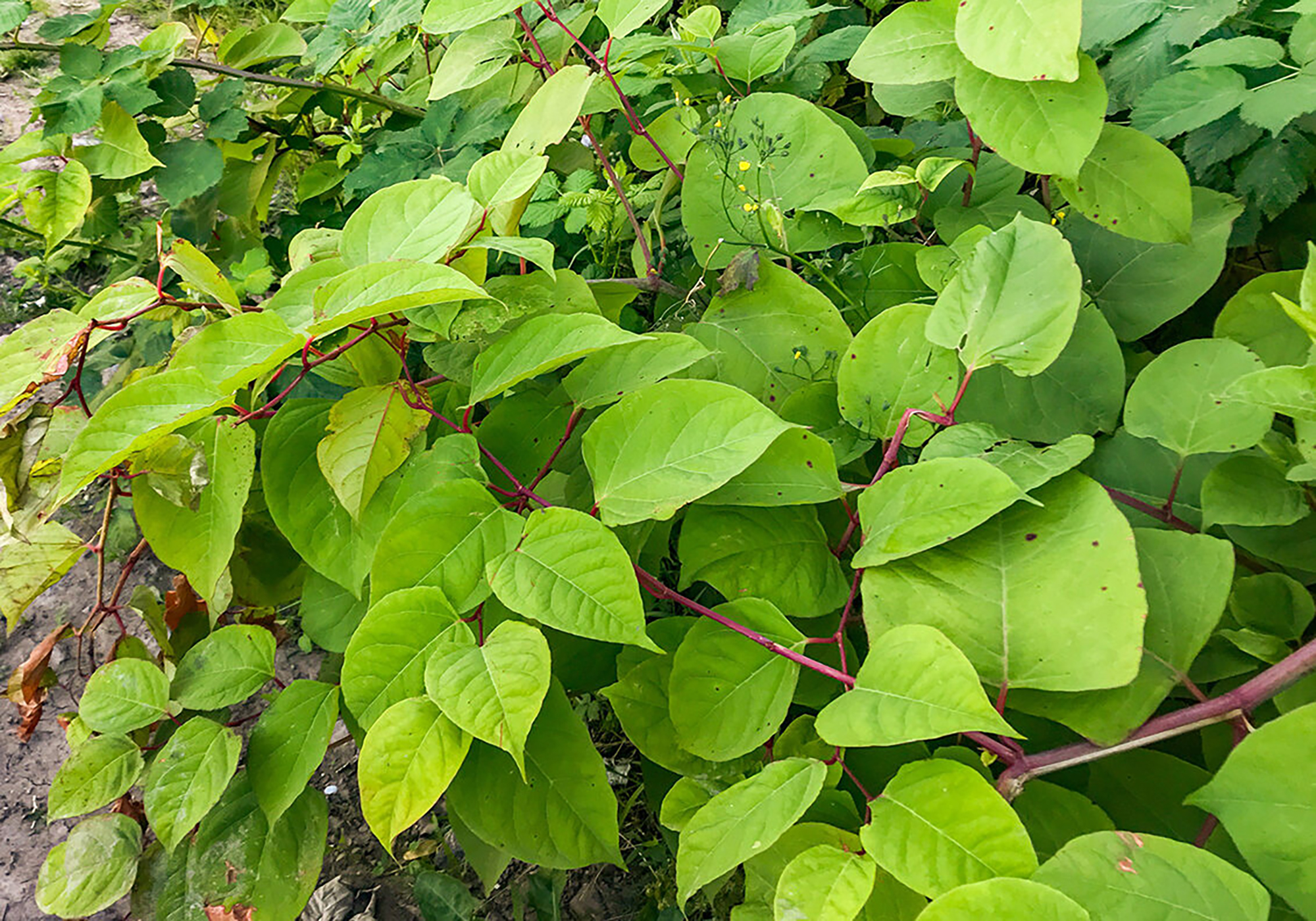 The fast-growing, invasive, plant Japanese Knotweed or 'Polygonum cuspidatum' or Fallopia japonica'