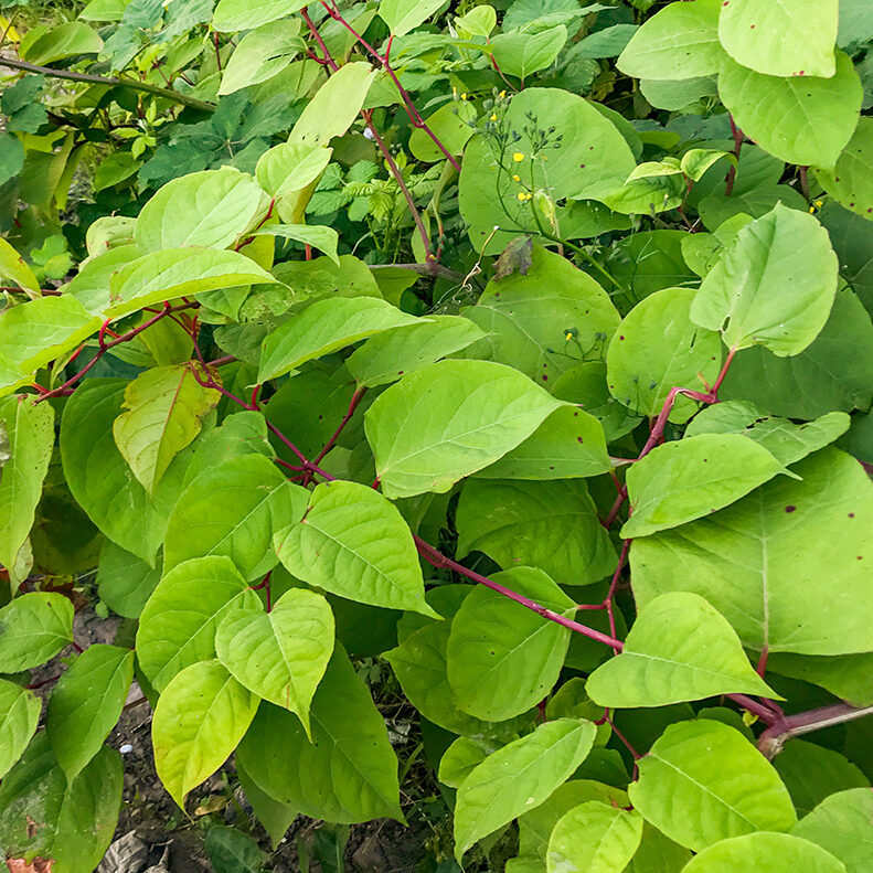 The fast-growing, invasive, plant Japanese Knotweed or 'Polygonum cuspidatum' or Fallopia japonica'